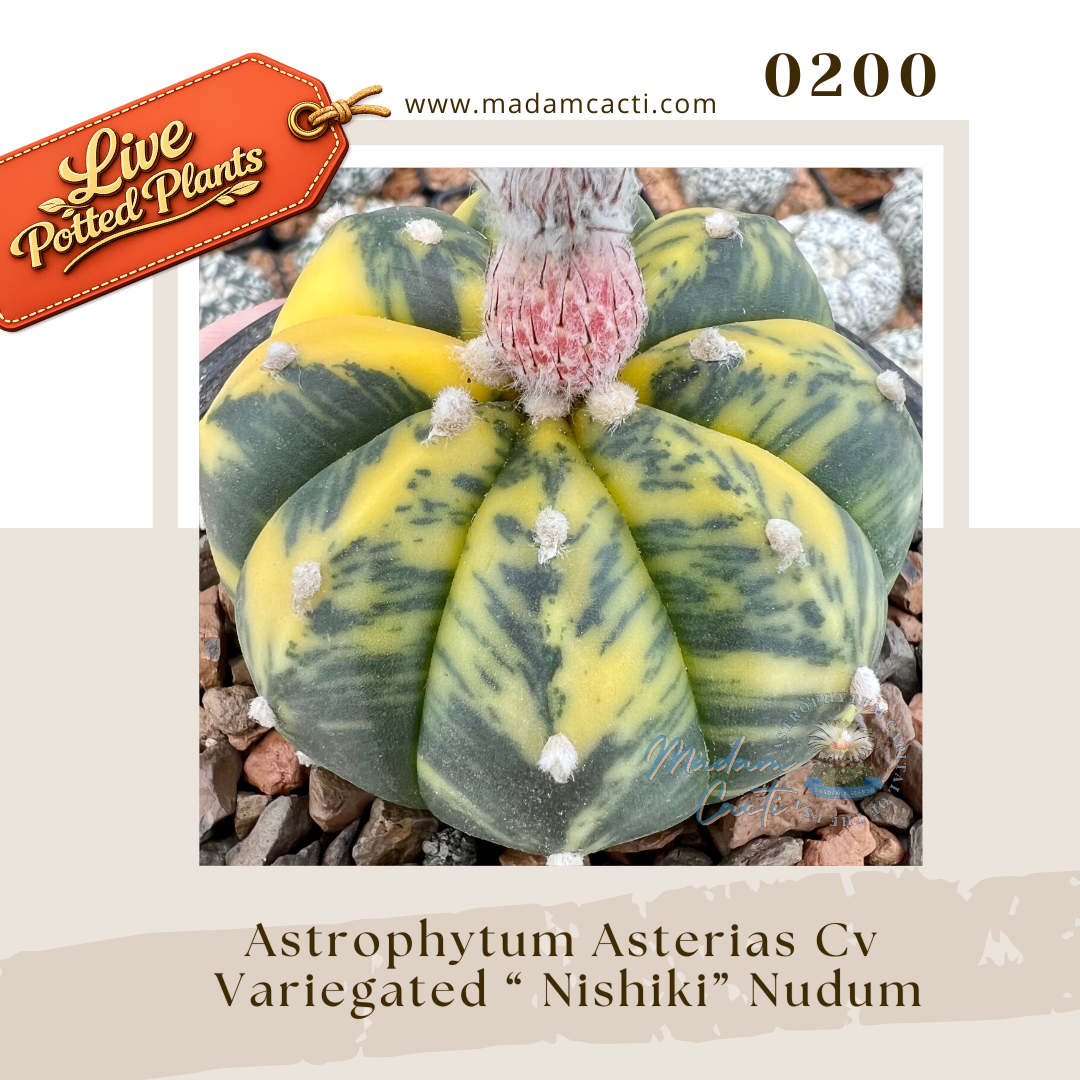 0200 – Astrophytum Asterias Cv. Variegated “Nishiki” Nudum