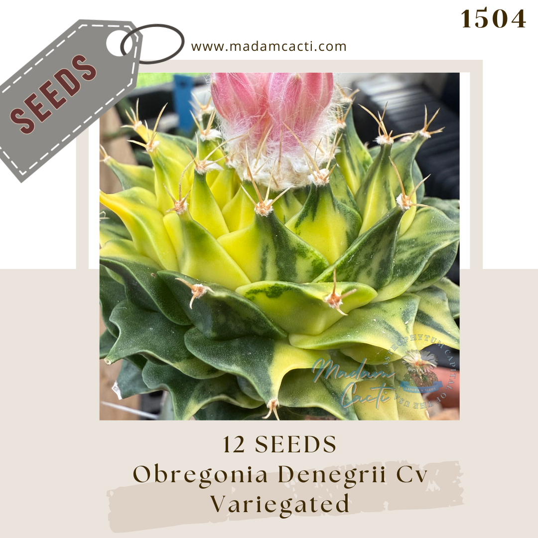 1504 Obregonia Denegrii Cv. Variegated (12 Seeds)