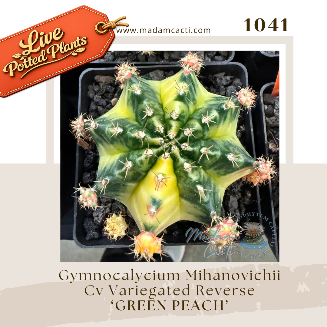 Live Potted Gymnocalycium (25).png