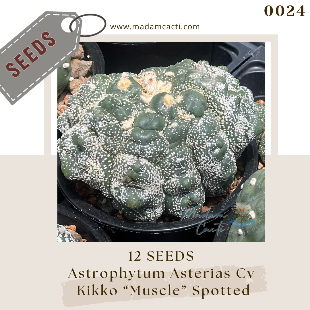 0024 A. Asterias Cv Kikko "Muscle"  Spotted (12 Seeds)