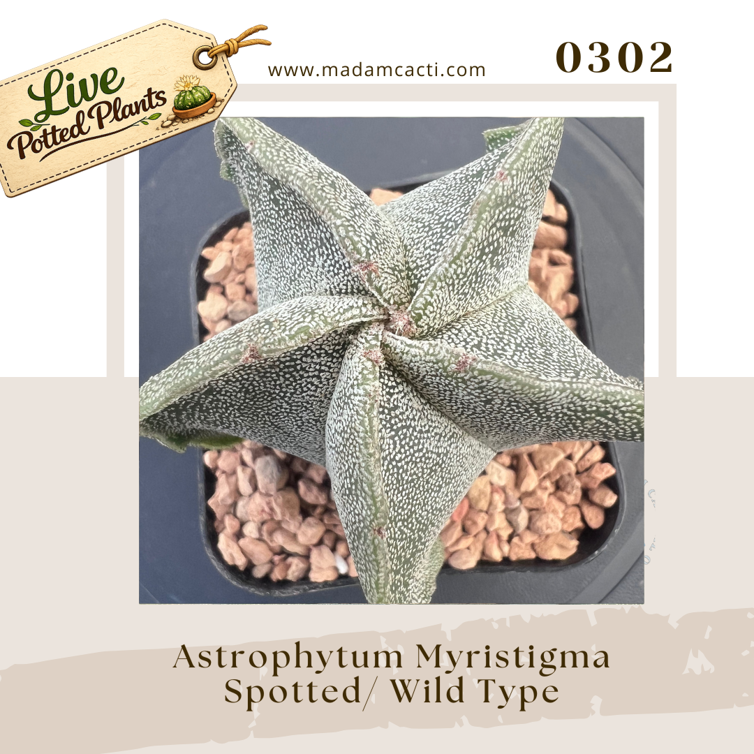 Myriostigma Live Plants (12).png