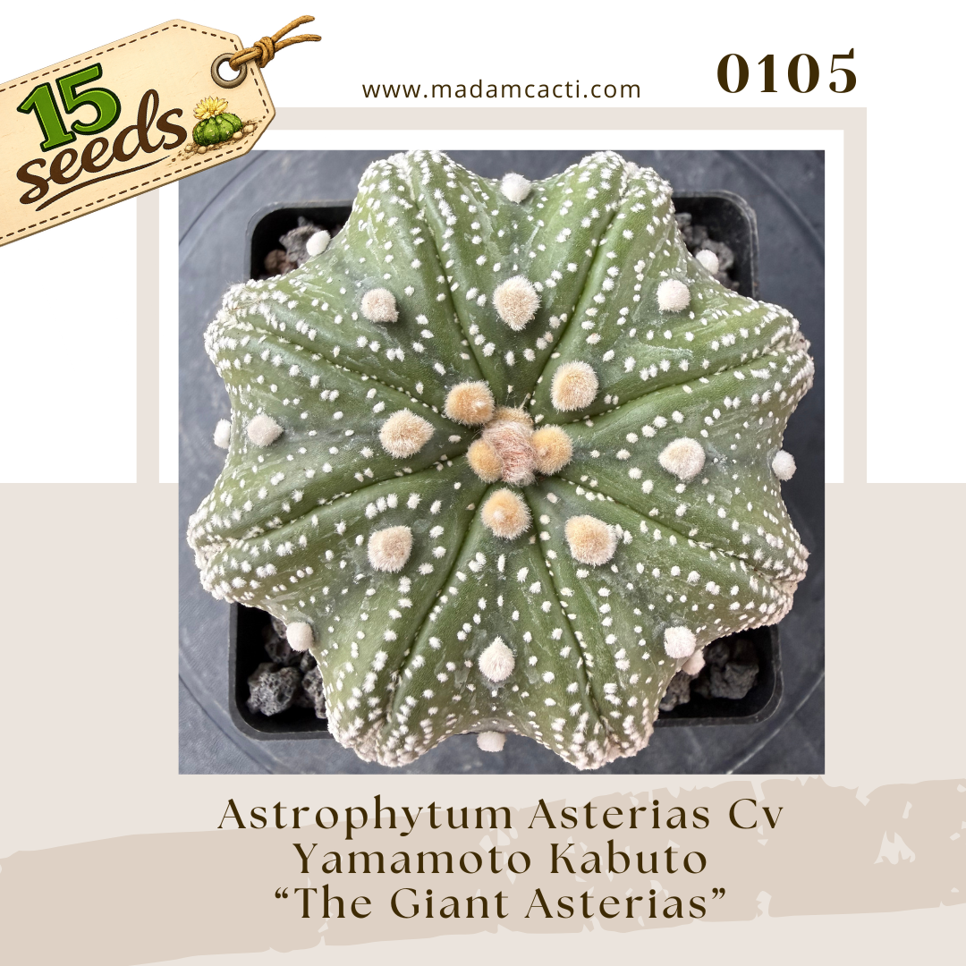 0105 – Astrophytum Asterias Cv. Yamamoto Kabuto “The Giant Asterias” (15 Seeds)