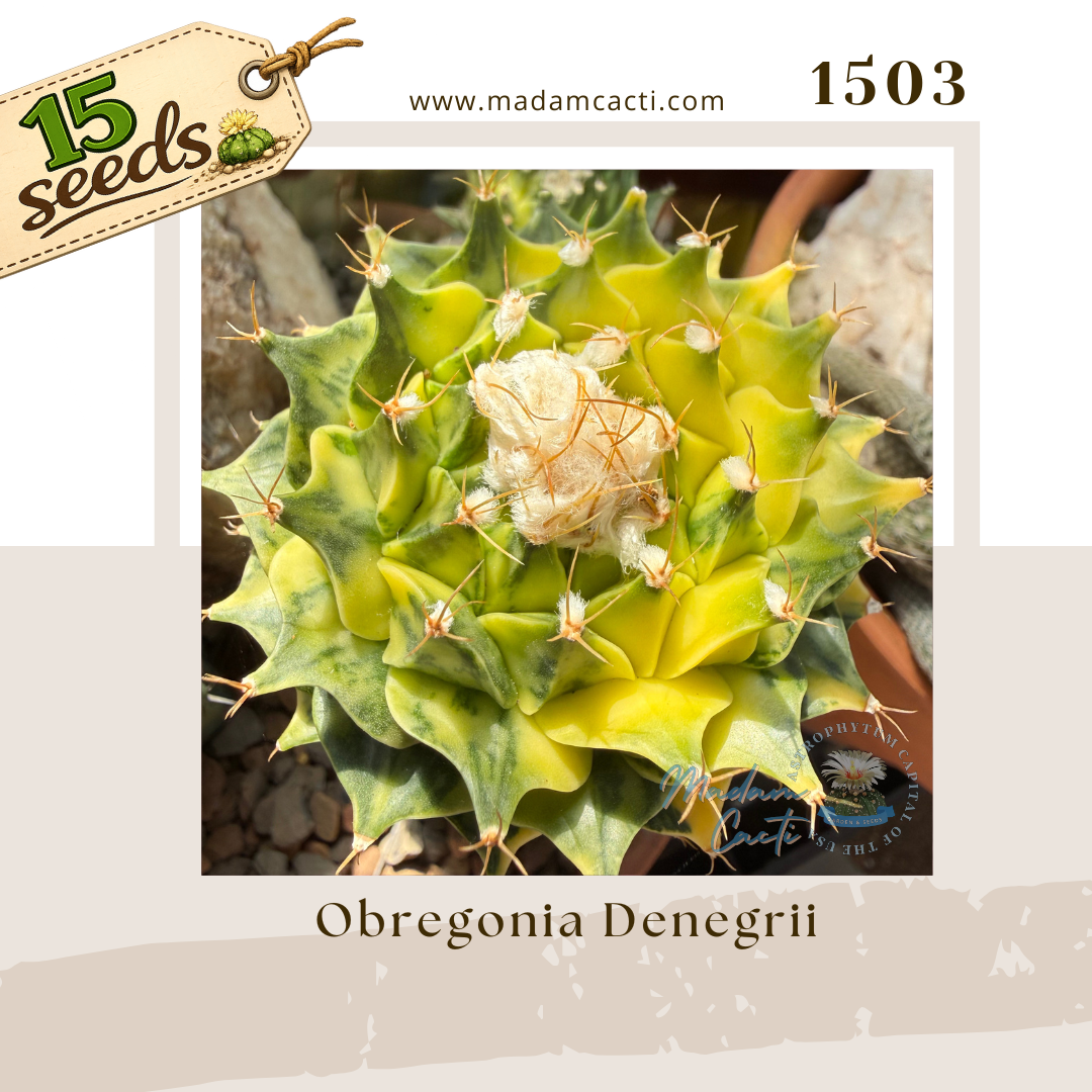 Seed Listing Other Rarities (11).png