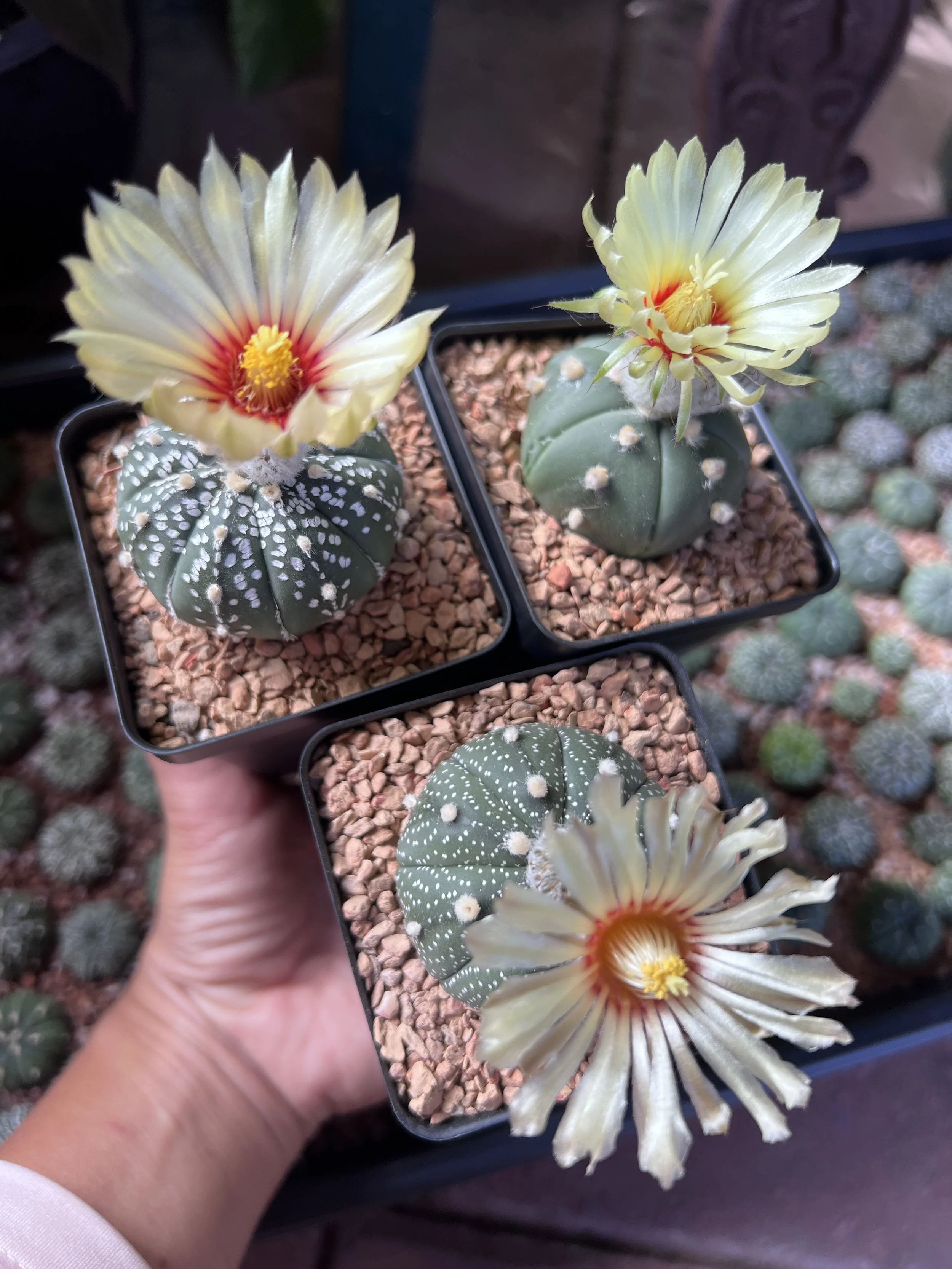 Hand holding three small potted cacti with large yellow flowers, surrounded by other cacti in the background.