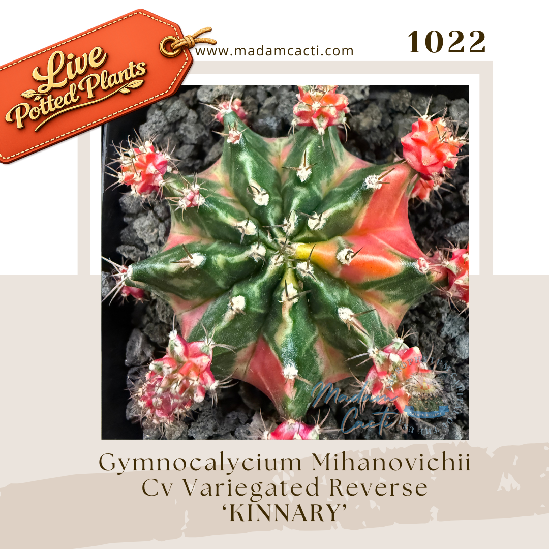 Live Potted Gymnocalycium (2).png