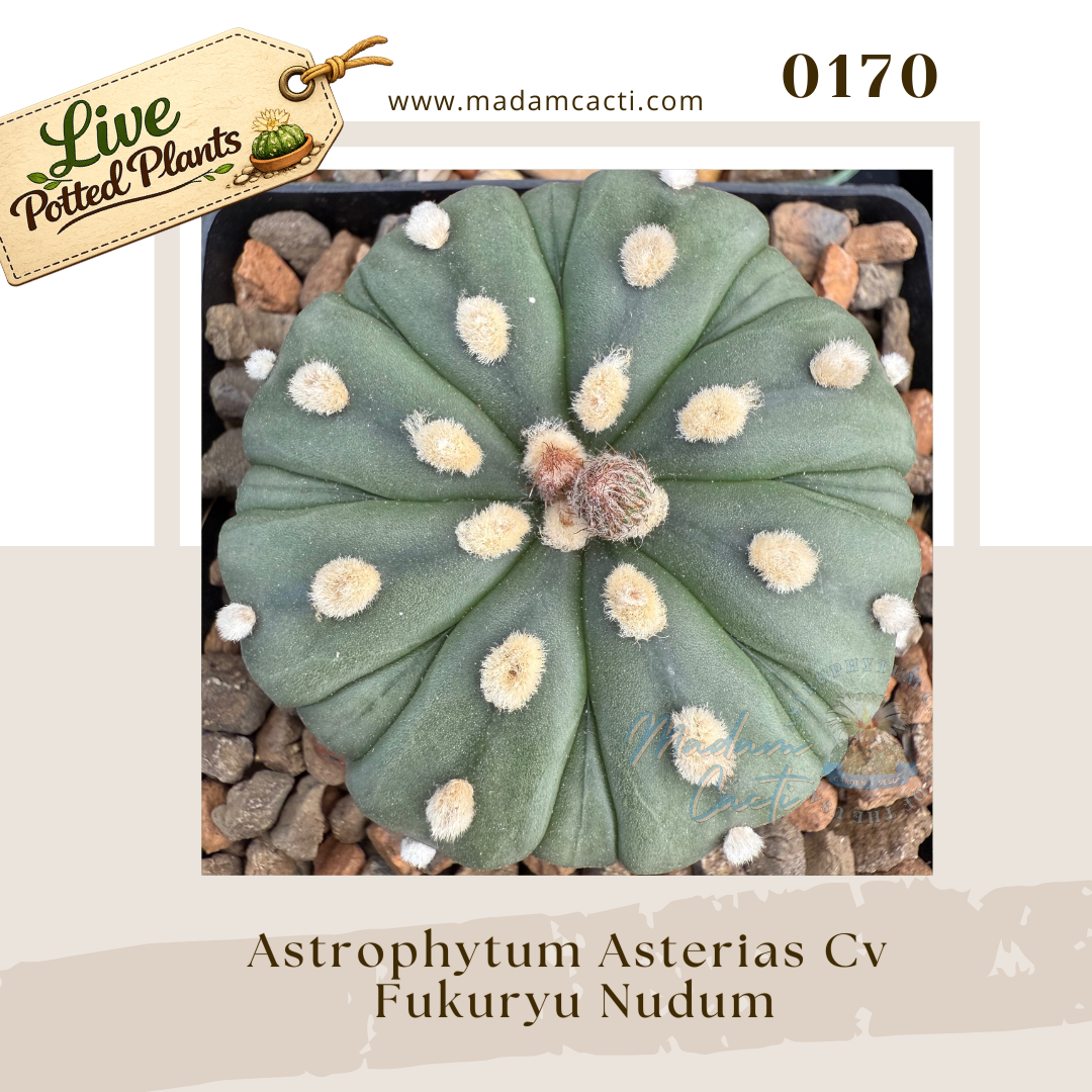 Asterias Live Plants (7).png