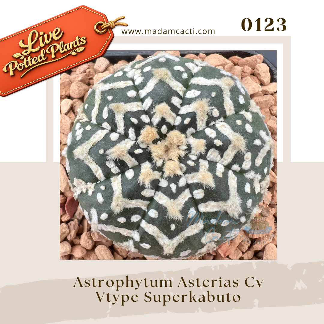 0123 – Astrophytum Asterias Cv. V-Type Superkabuto