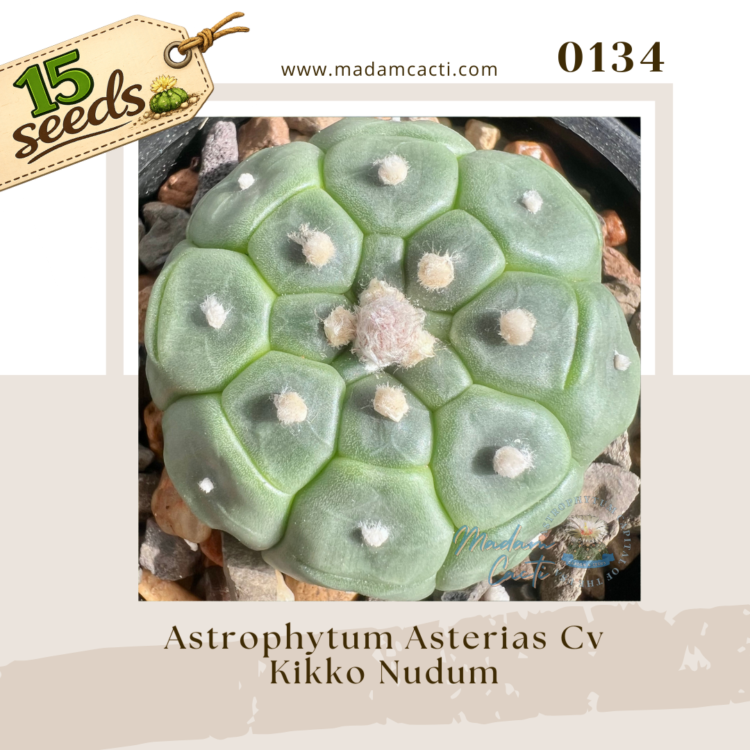 0134 – Astrophytum Asterias Cv. Kikko Nudum (15 Seeds)