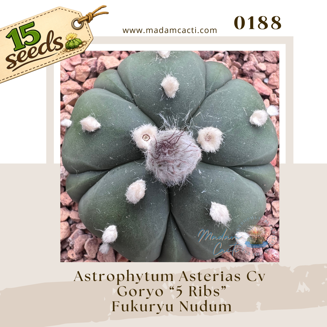 0188 – Astrophytum Asterias Cv. Goryo “5 Ribs” Fukuryu Nudum (15 Seeds)