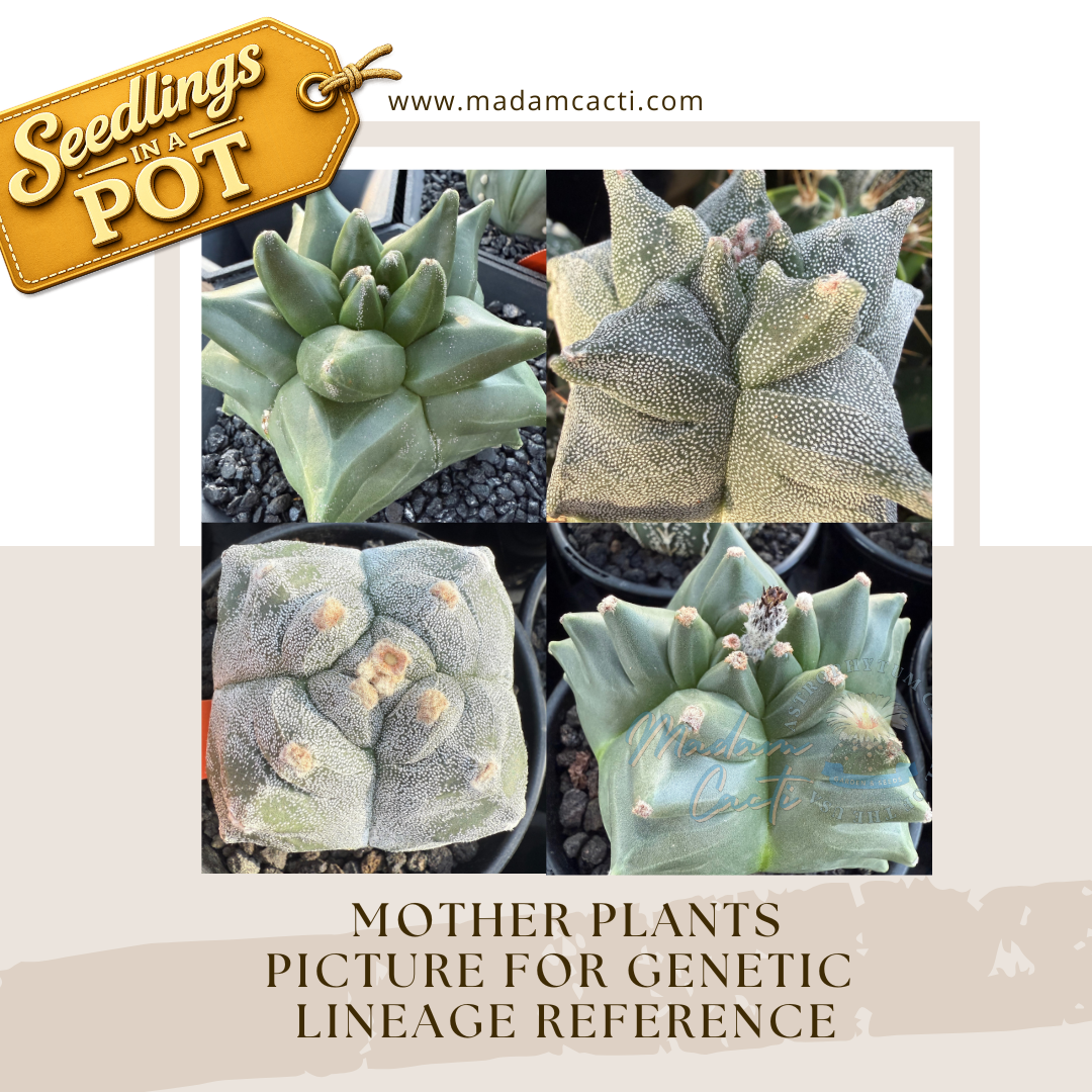 Seedlings In a Pot (5).png