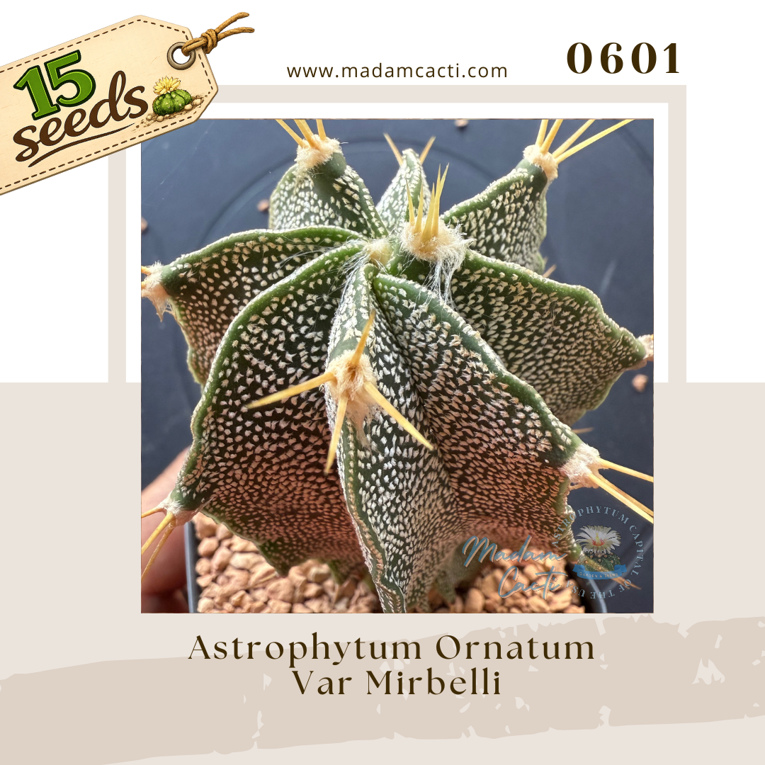 0601 – Astrophytum Ornatum Var. Mirbelli (15 Seeds)