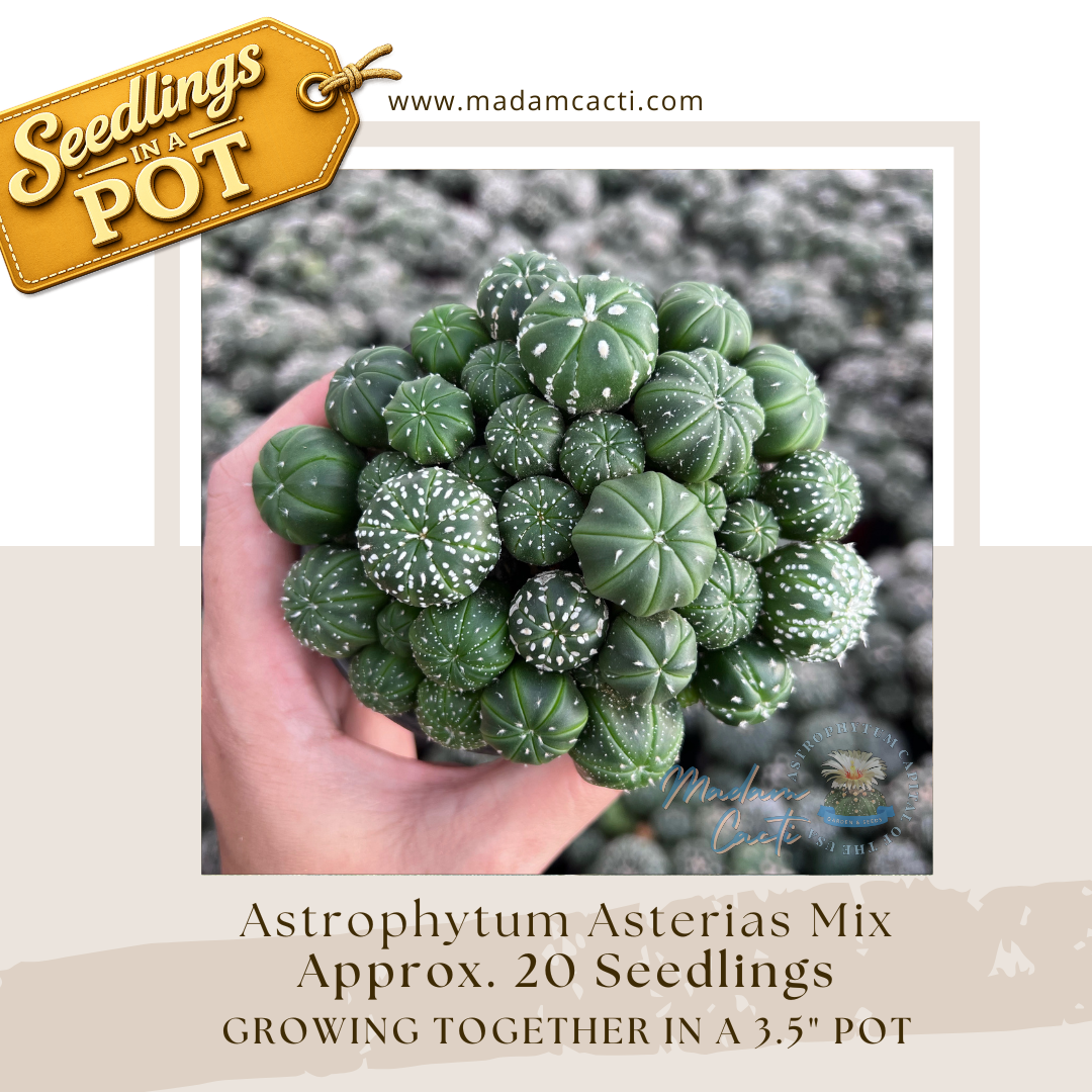 Astrophytum Asterias Mix Seedlings in a Pot