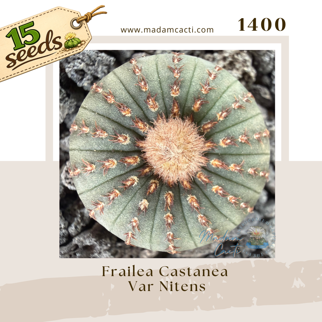 Seed Listing - Frailea (1).png