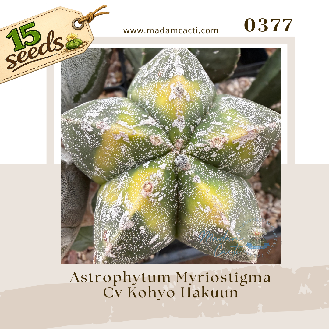 0377 – Astrophytum Myriostigma Cv. Kohyo Hakuun (15 Seeds)