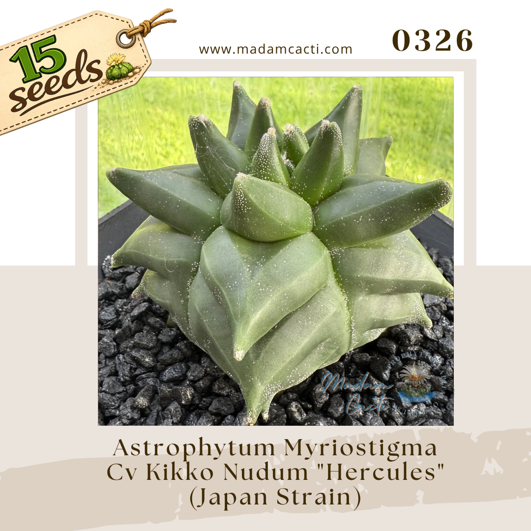 0326 – Astrophytum Myriostigma Cv. Kikko Nudum “Hercules” - Japan Strain (15 Seeds)