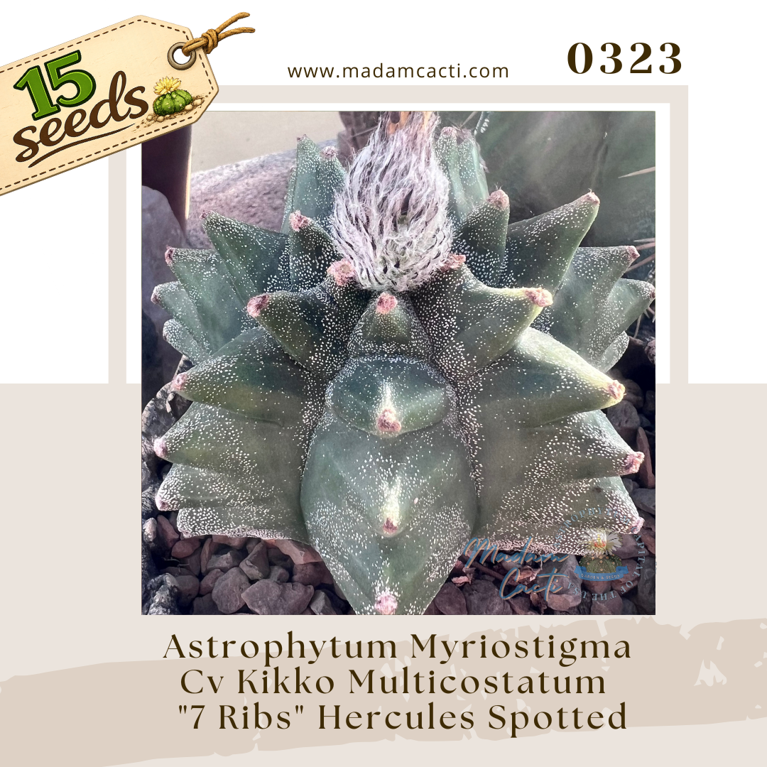 0323 – Astrophytum Myriostigma Cv. Kikko Multicostatum “7 Ribs” Hercules Spotted (15 Seeds)