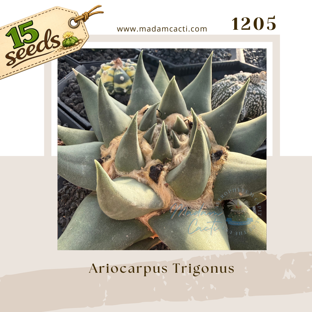 1205 – Ariocarpus Trigonus (15 Seeds)