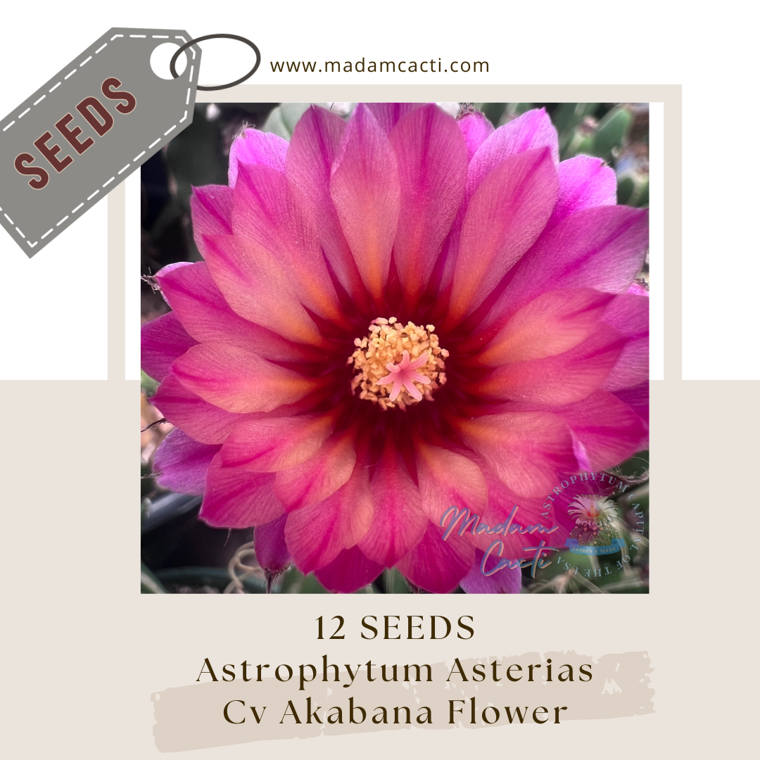 A. Asterias Cv Akabana Flower (12 Seeds)