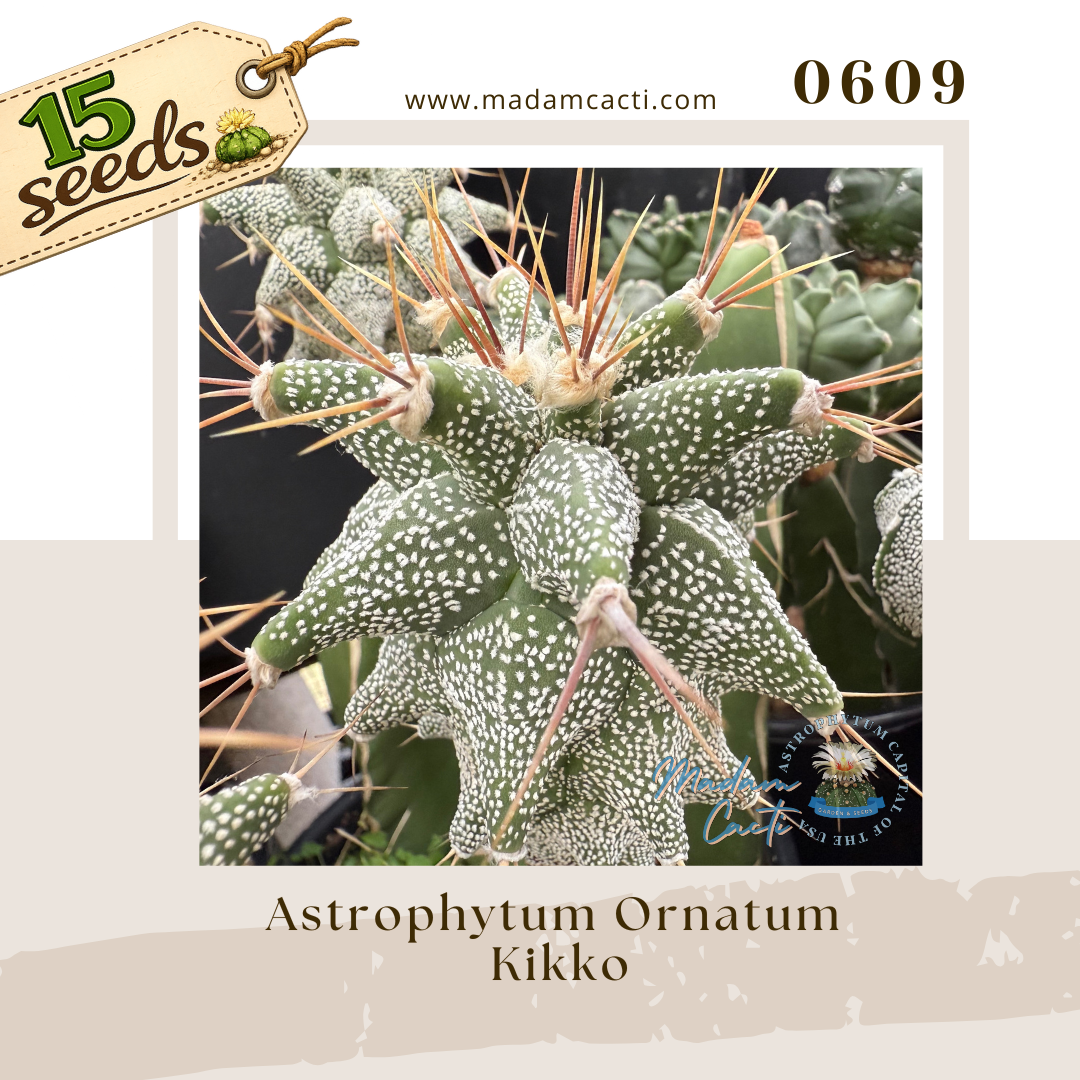 Seed Listing - Ornatum (4).png