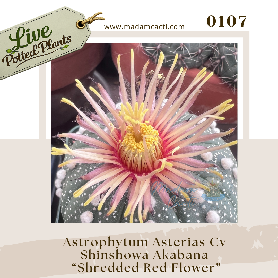 Asterias Live Plants (10).png