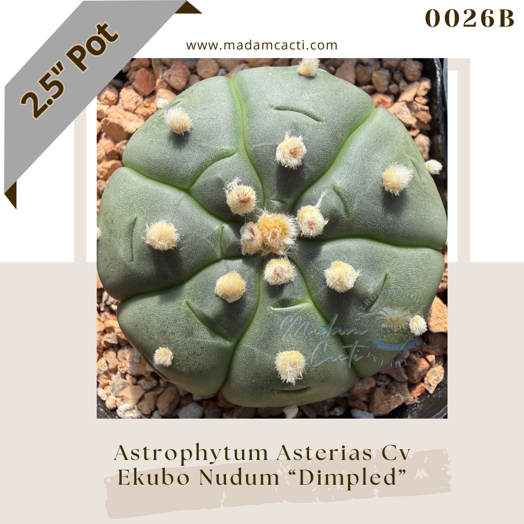 0026B – Astrophytum Asterias Ekubo Nudum "Dimpled" 2.5'' Pot