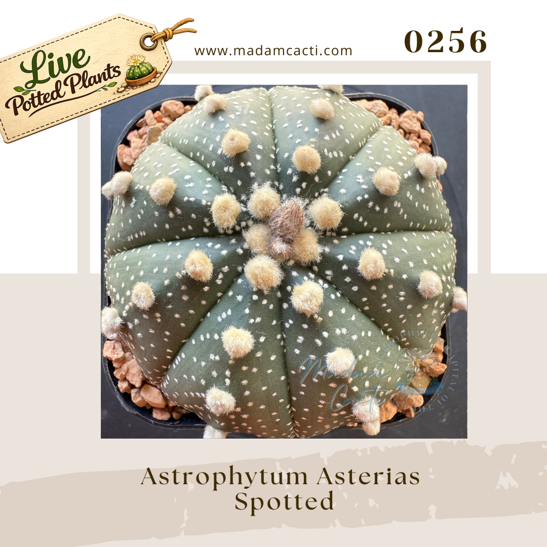 0256 – Astrophytum Asterias Spotted