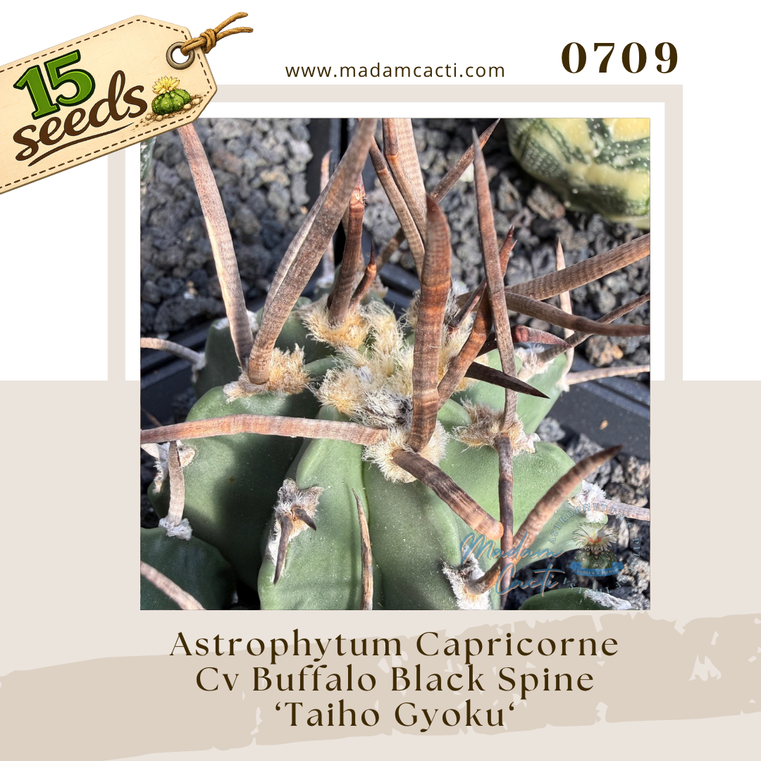 0709 – Astrophytum Capricorne Cv. Buffalo Black Spine 'Taiho Gyoku' (15 Seeds)