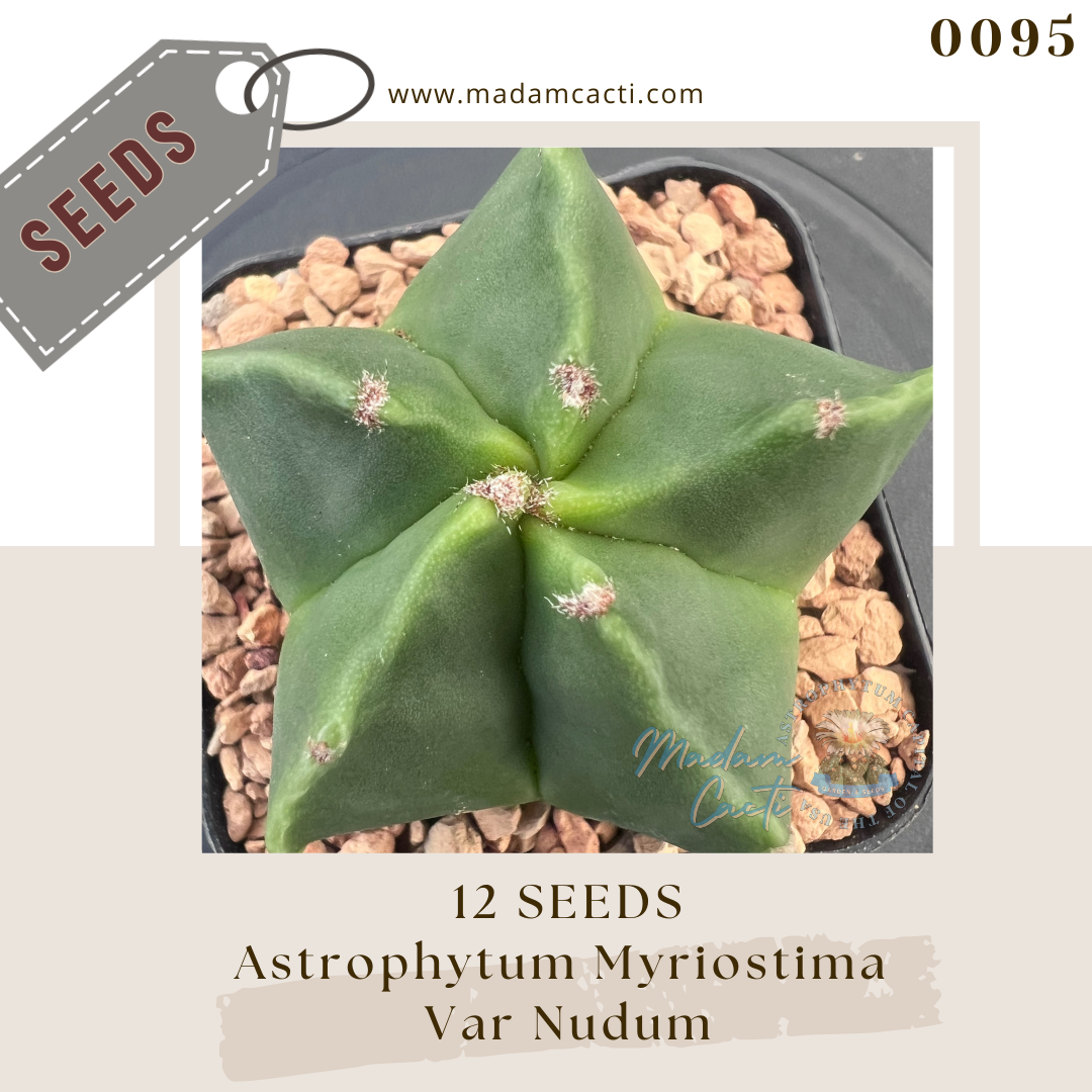Seeds (32).png