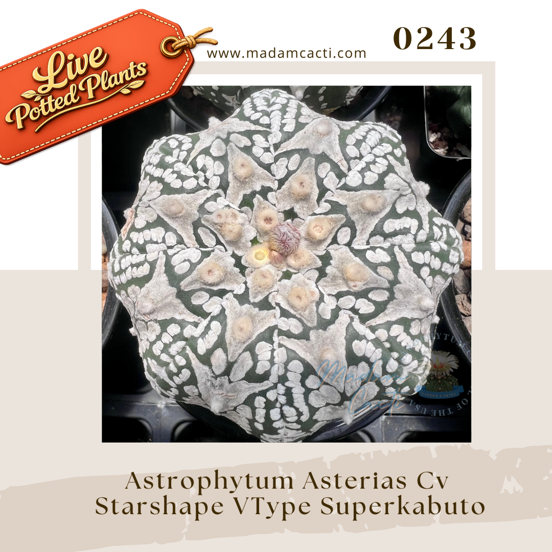 0243 – Astrophytum Asterias Cv. Starshape VType Superkabuto