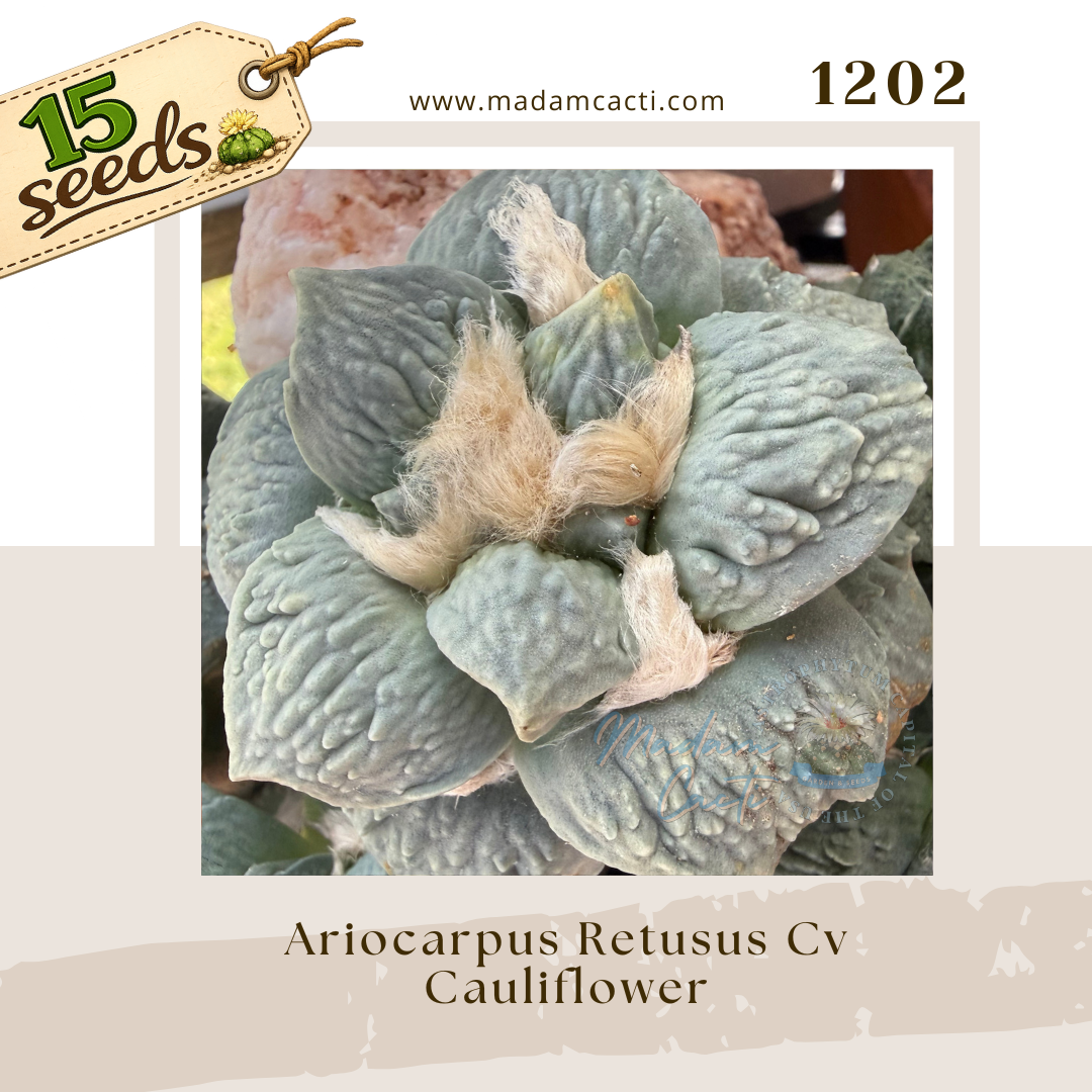 1202 – Ariocarpus Retusus Cv. Cauliflower (15 Seeds)