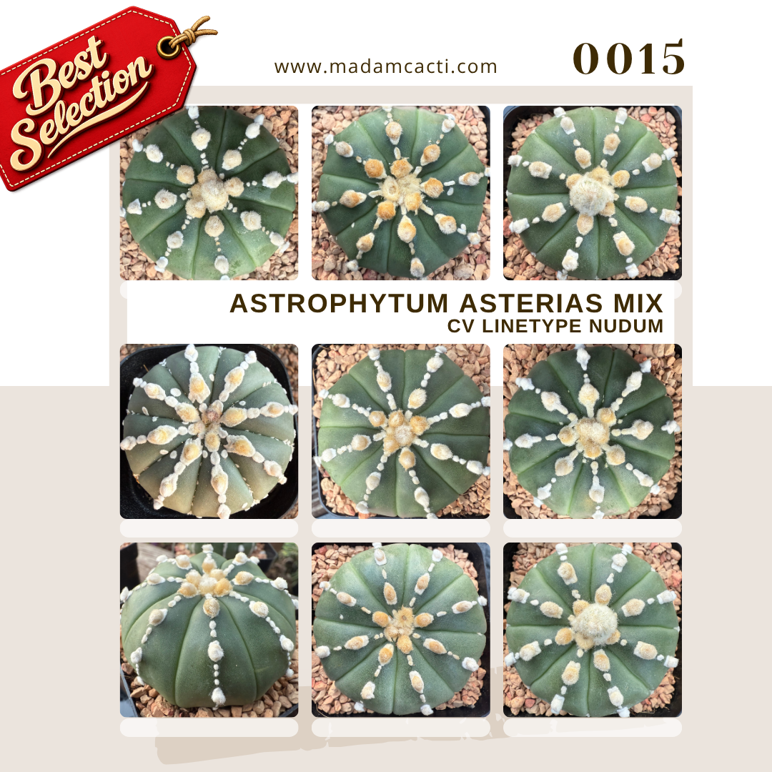 SEED MIXES (23).png