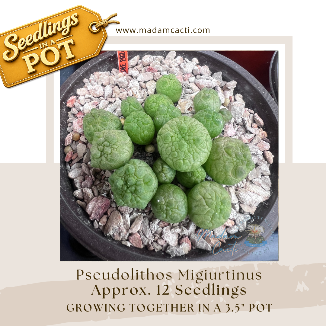Pseudolithos Migiurtinus Seedlings in a Pot