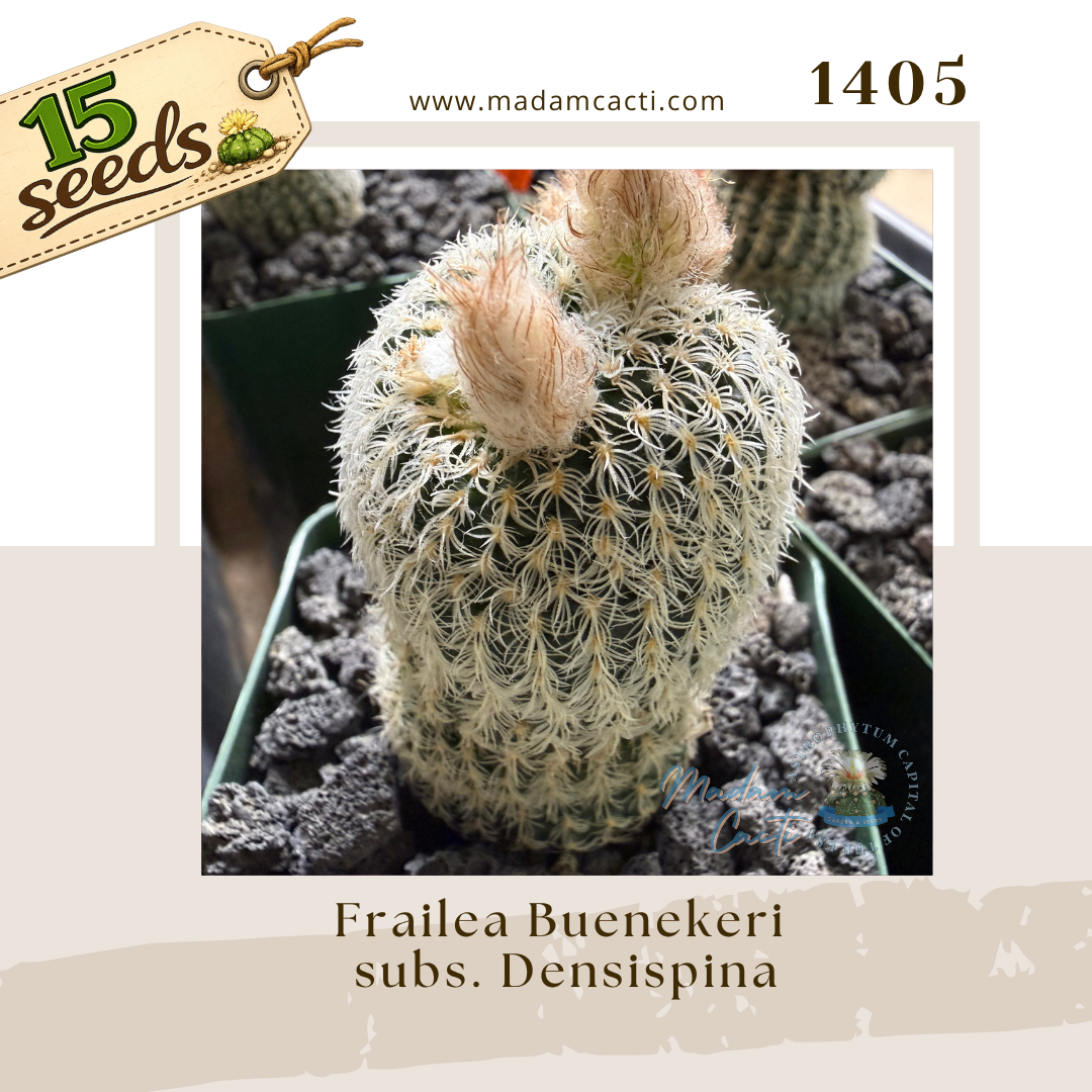 Seed Listing - Frailea (8).png