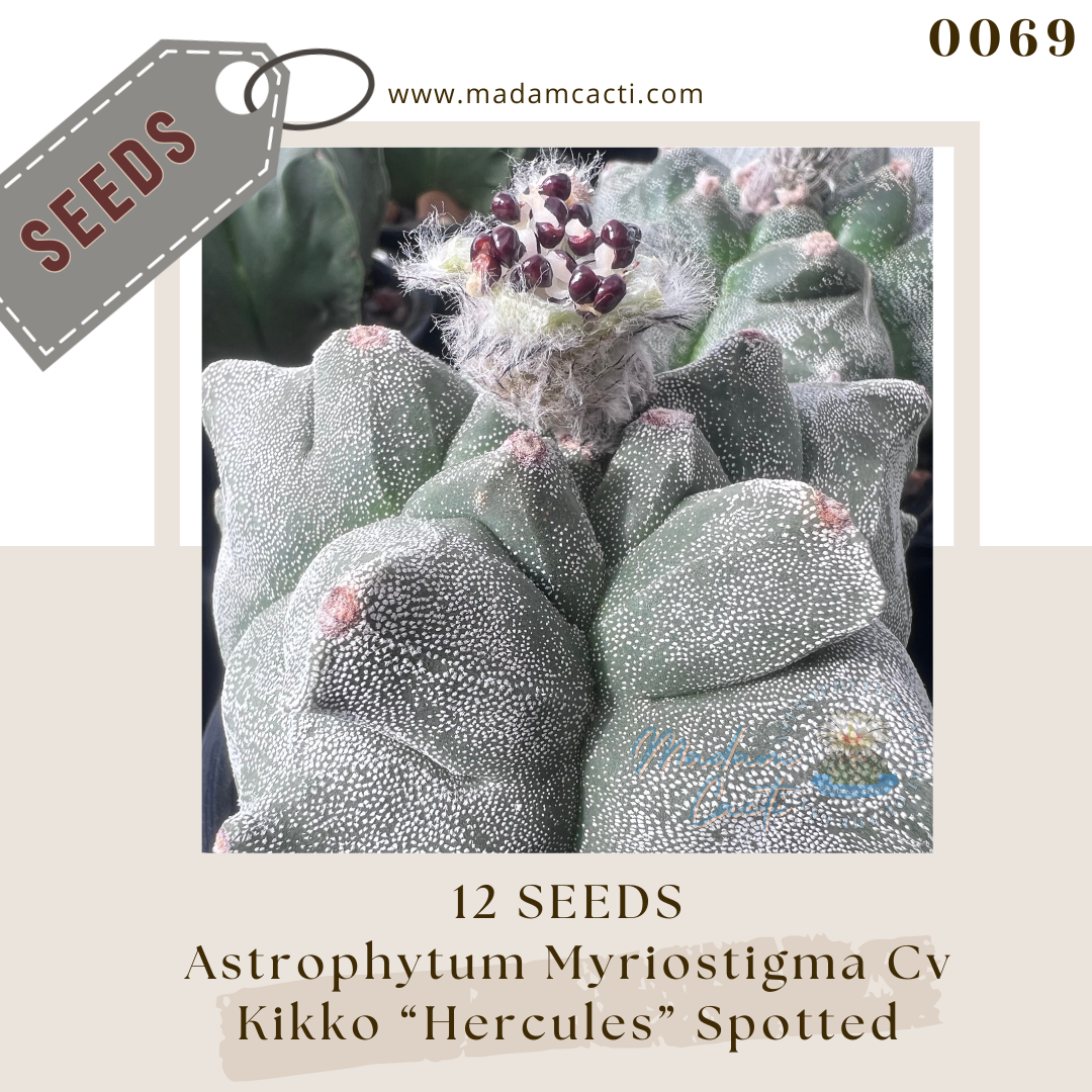 Seeds (27).png