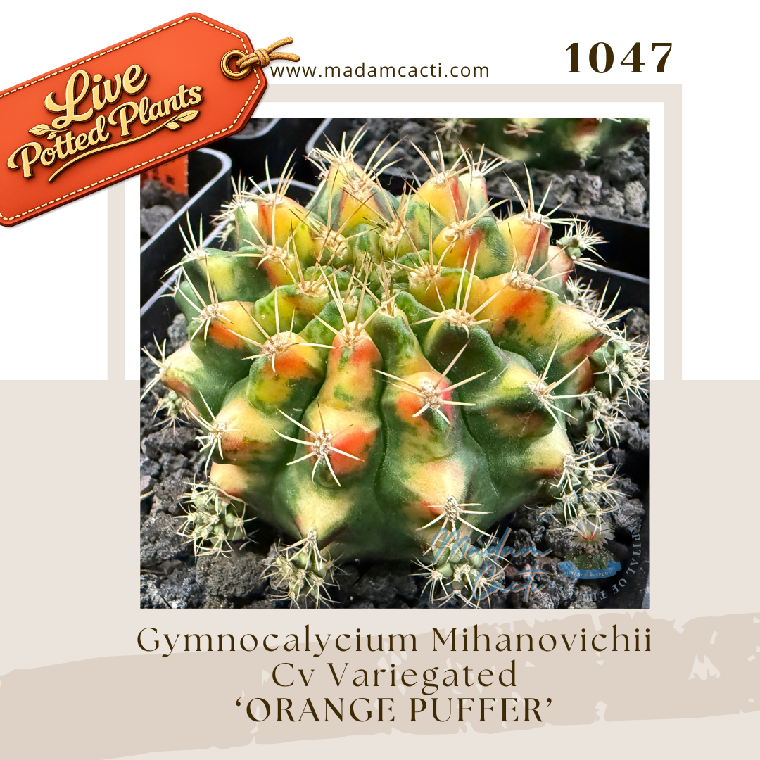 Live Potted Gymnocalycium (7).png