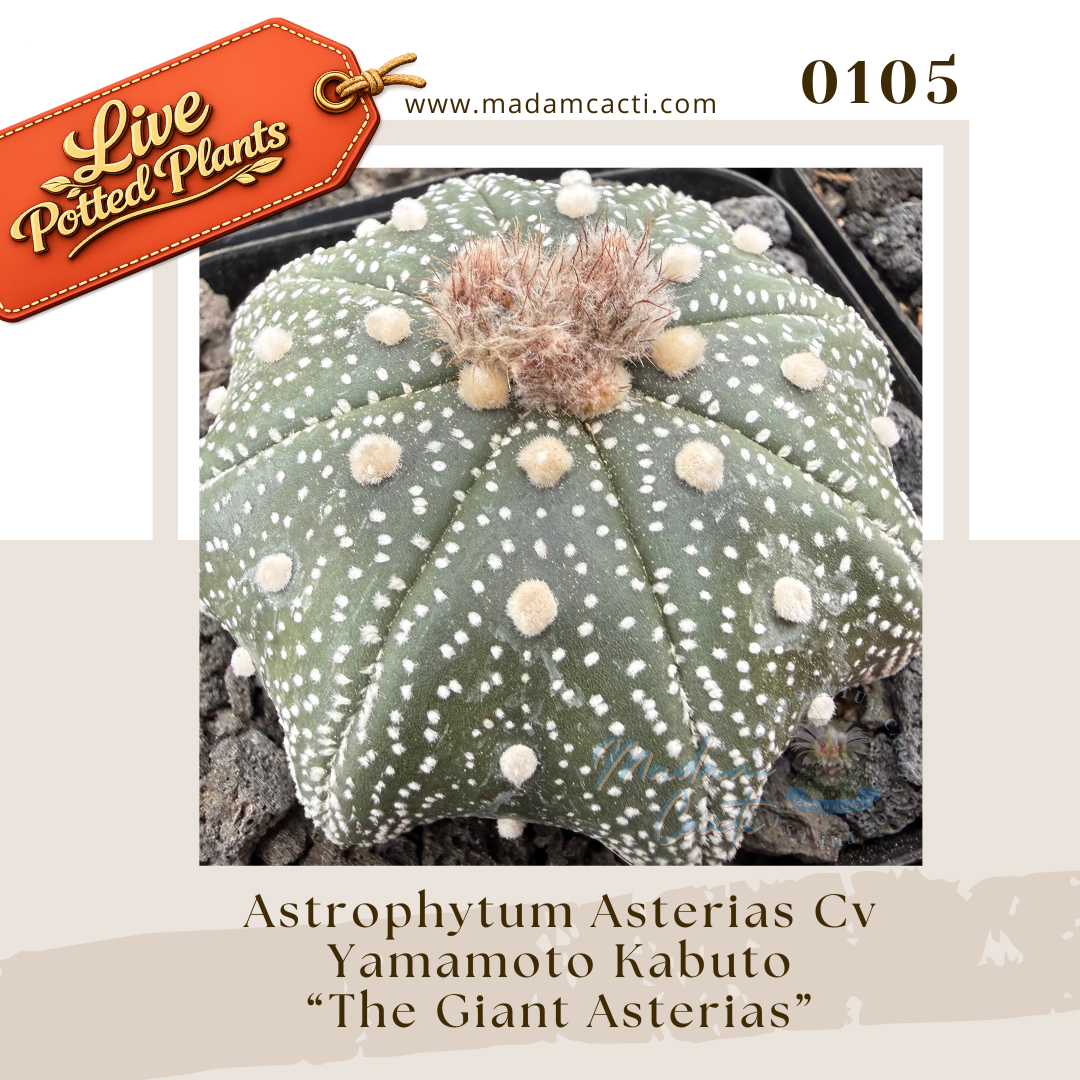 0105 – Astrophytum Asterias Cv. Yamamoto Kabuto “The Giant Asterias”