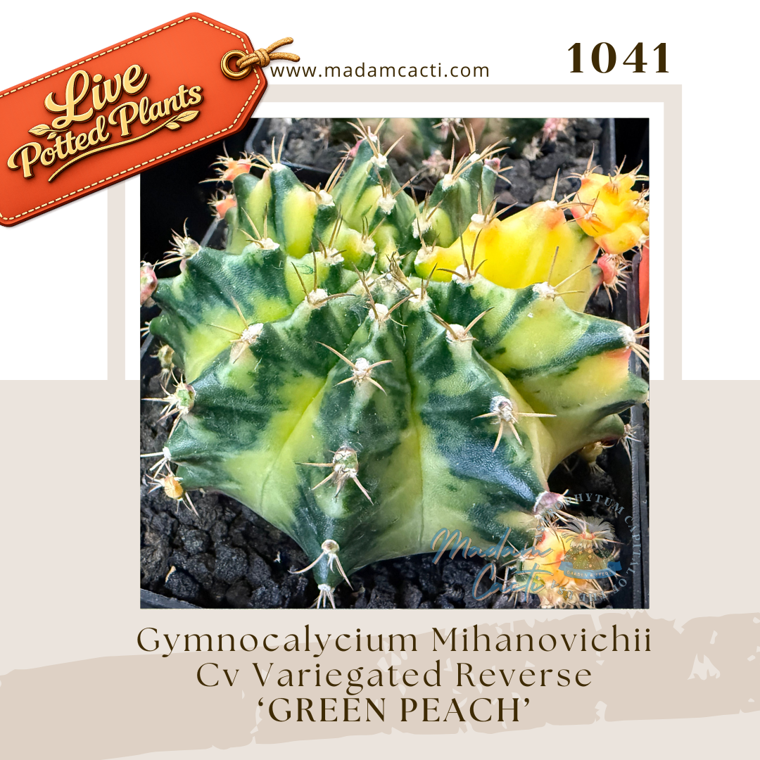 Live Potted Gymnocalycium (26).png