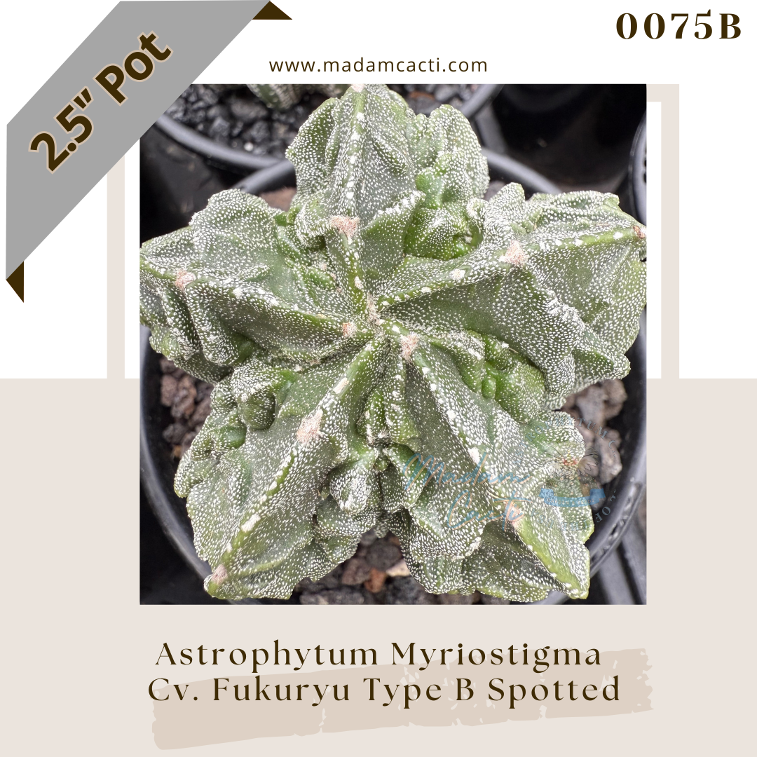 Astrophytum myriostigma Cv. Fukuryu Type B Spotted — 0075B