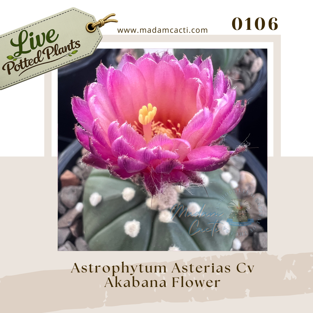 Asterias Live Plants (6).png