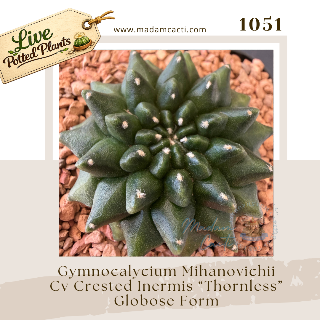 1051 – Gymnocalycium Mihanovichii Cv. Crested Inermis “Thornless” Globose Form