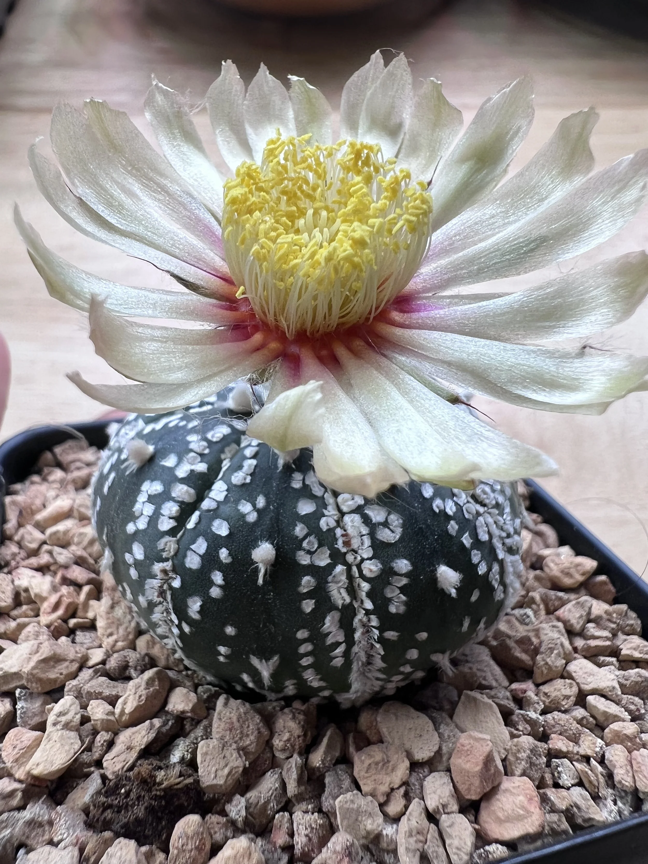 A flowering cactus with a large white and pink blossom, planted in a pot with small rocks.