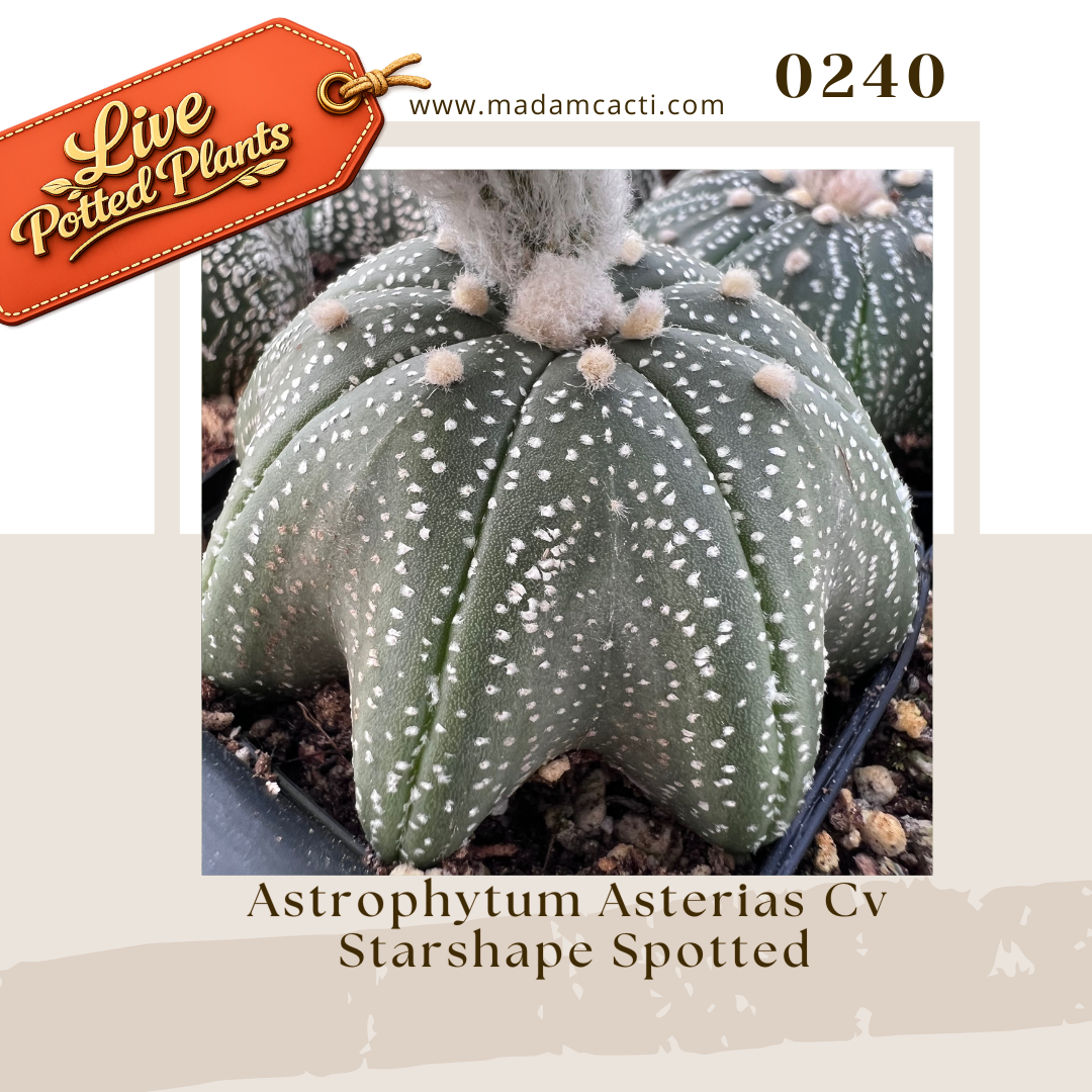 0240 – Astrophytum Asterias Cv. Starshape Spotted Live Potted Plant