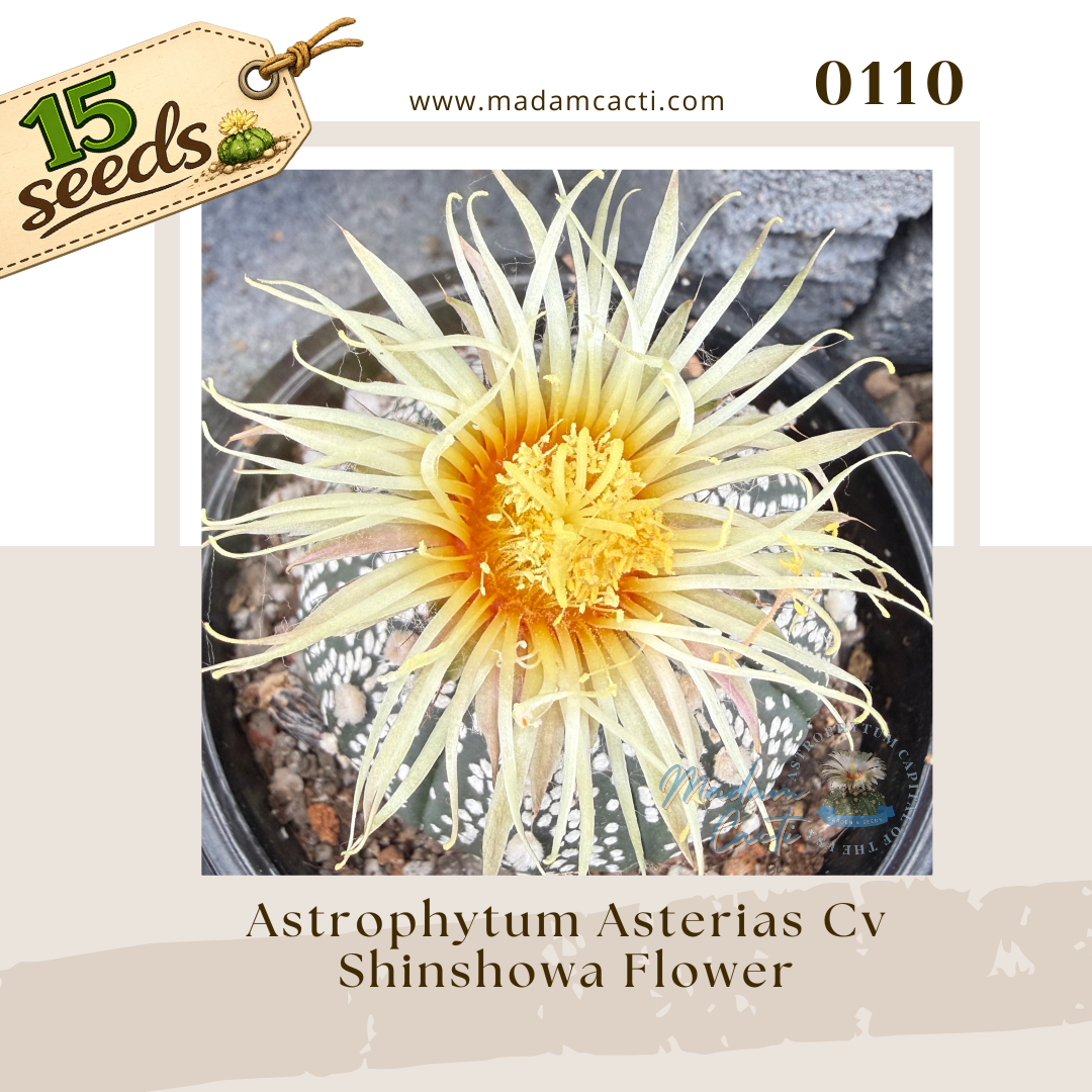 0110 – Astrophytum Asterias Cv. Shinshowa Flower (15 Seeds)