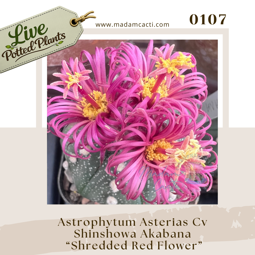 0107 – Astrophytum Asterias Cv Shinshowa Akabana “Shredded Red Flower” Live Potted Plant