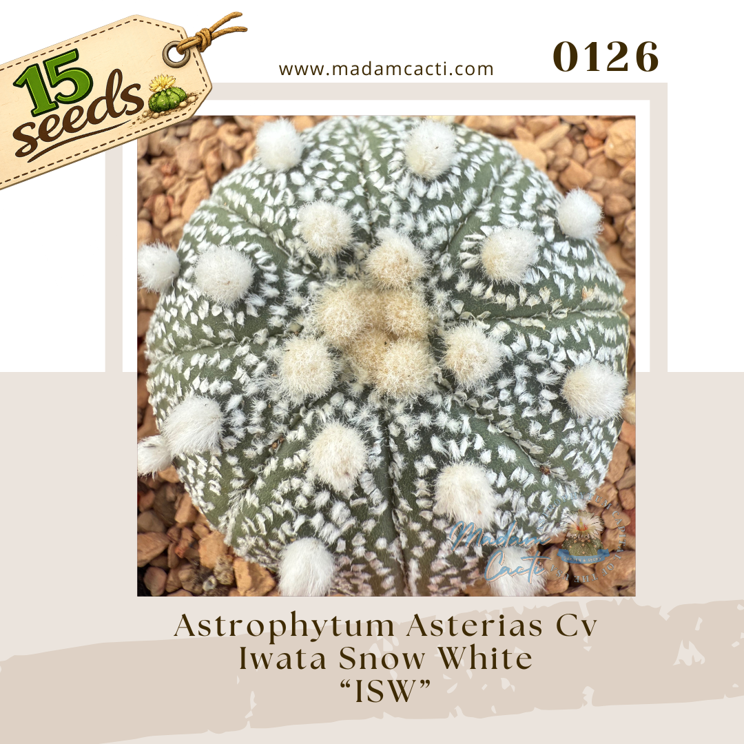 Seed Listing - ASTERIAS (67).png