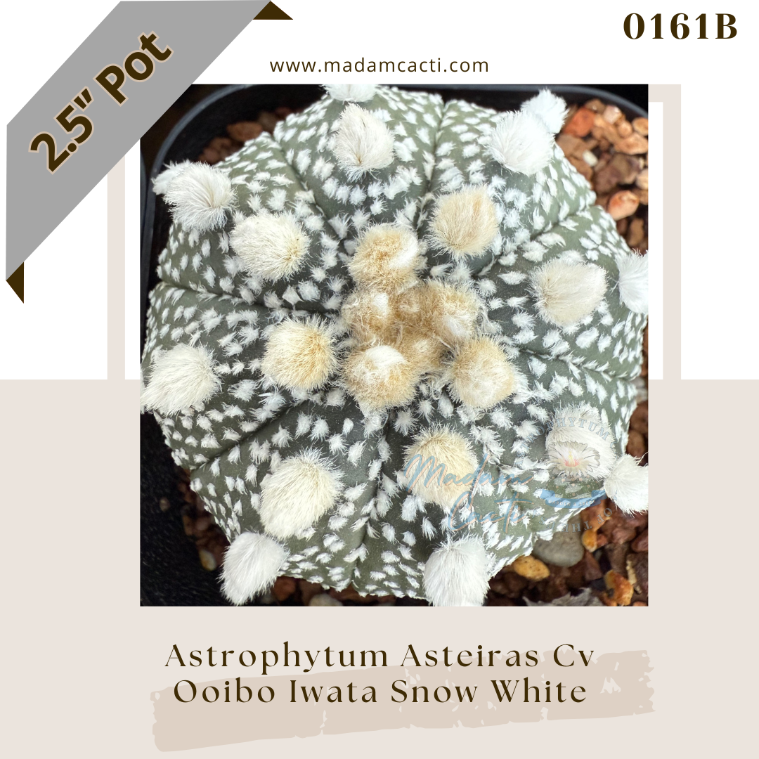 0161B – Astrophytum Asterias Ooibo Iwata Snow White 2.5'' Pot