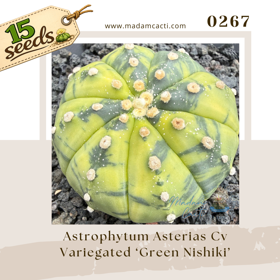 0267 – Astrophytum Asterias Cv. Variegated 'Green Nishiki' (15 Seeds)