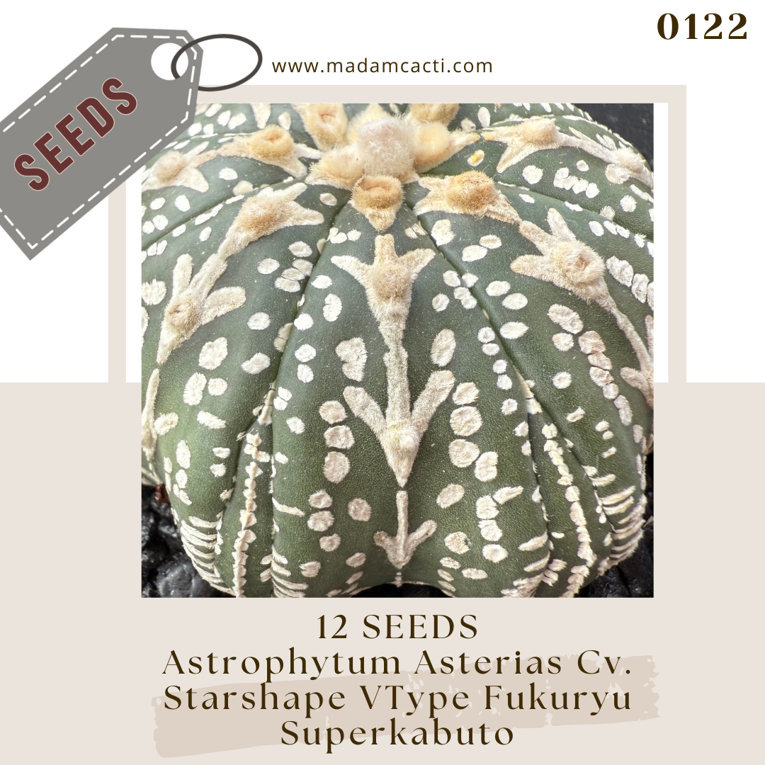 Seeds (1).png