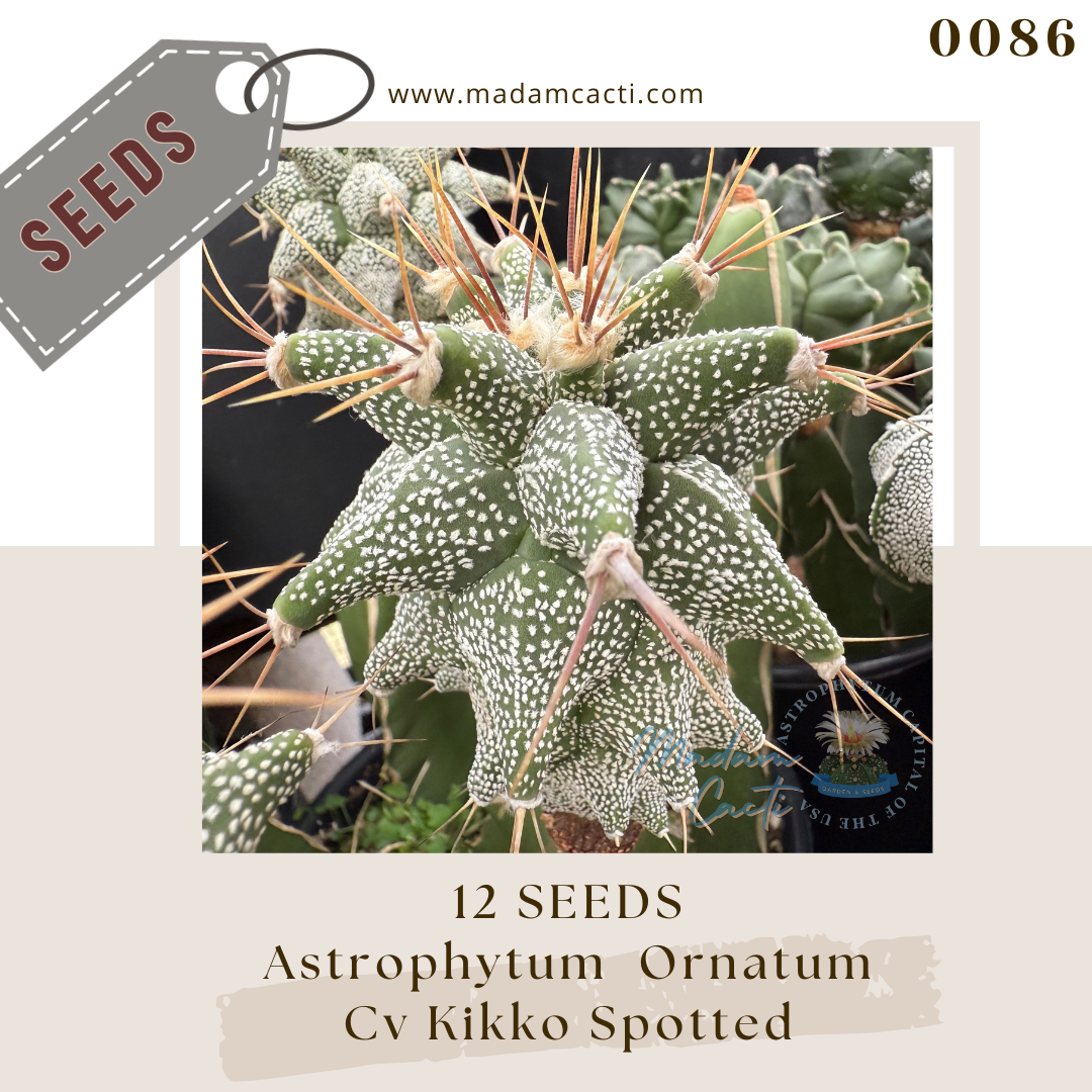 0086 Astrophytum Ornatum Cv Kikko Spotted  (12 Seeds)