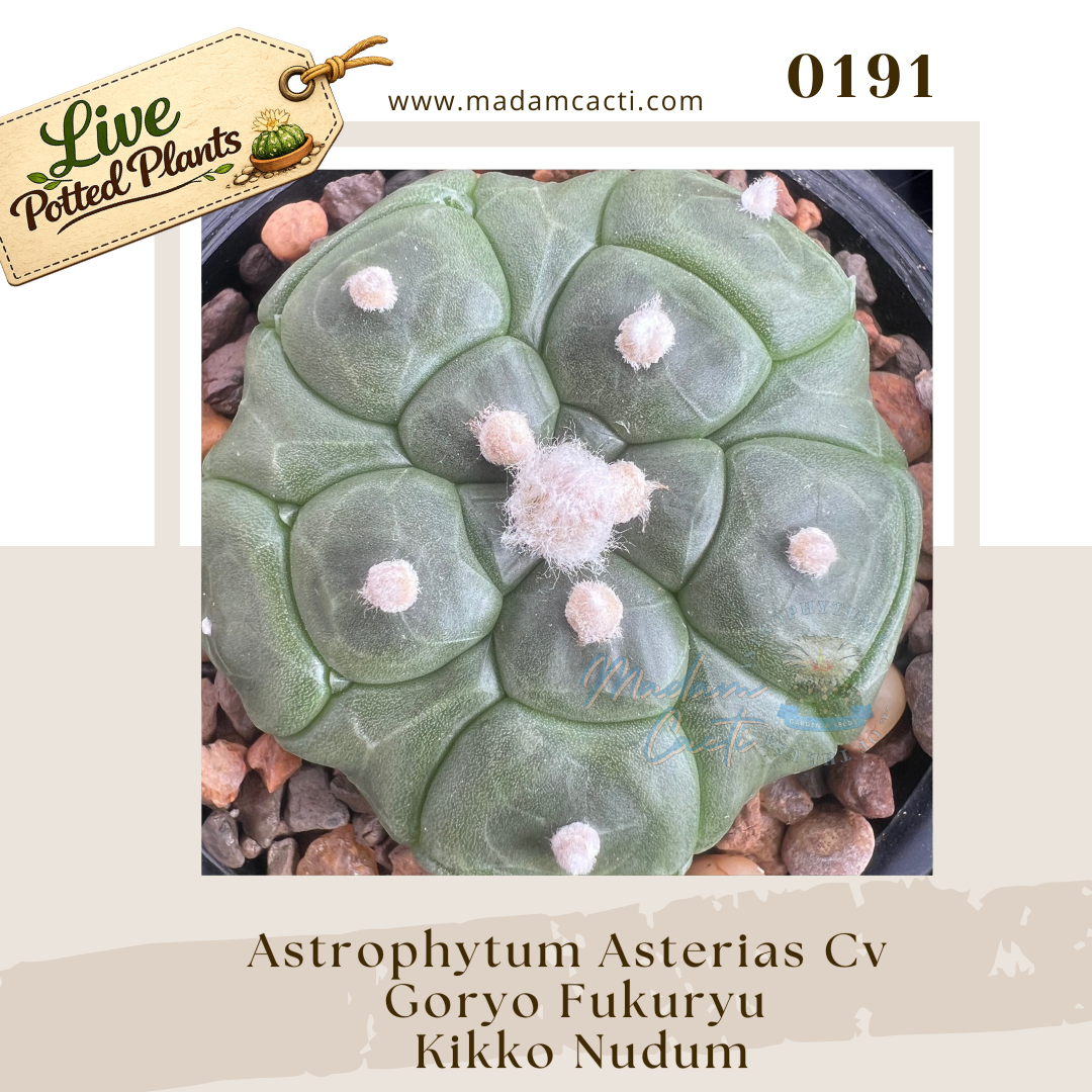 Asterias Live Plants (2).png